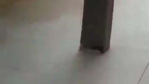 smart mouse