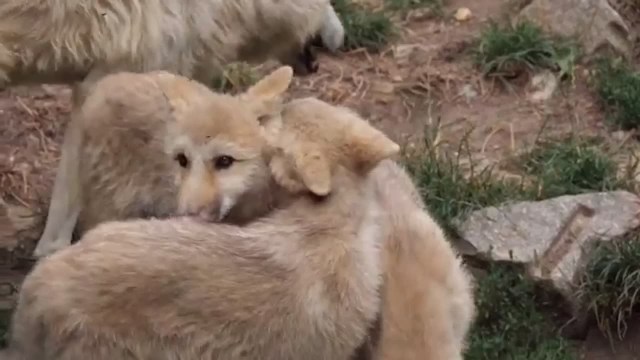 Cute animals videos