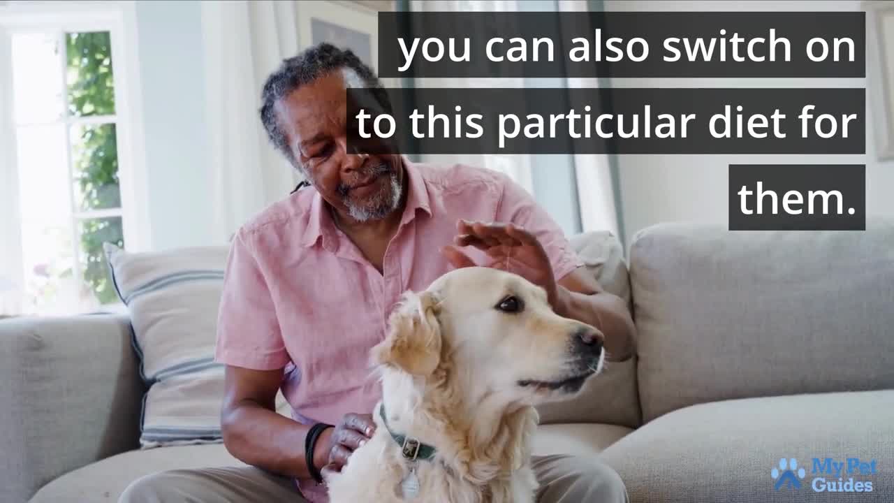 To Make your Pet Healthy Choose the Best Affordable Wet Dog Food
