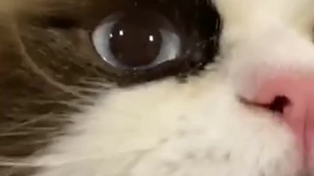 ,cutest cats,funny puppies