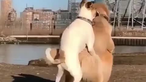 😂 Cute & Funny Dog Videos 19 😂