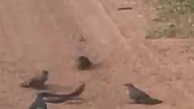 Angry birds gangs up & attack a snake