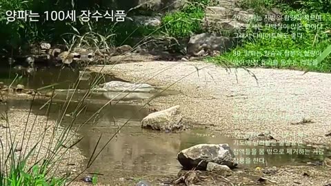 20180630_V3_S01(U4a_IK9DjMU)양파는 100세 장수 최고의 식품!!!
