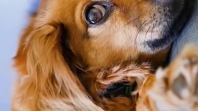 cute poppy dog pug sleep animal pet #short | free Copyright Video content and background music.