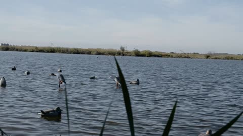 Large Pond Waterfowl Saskatchewan Part 2