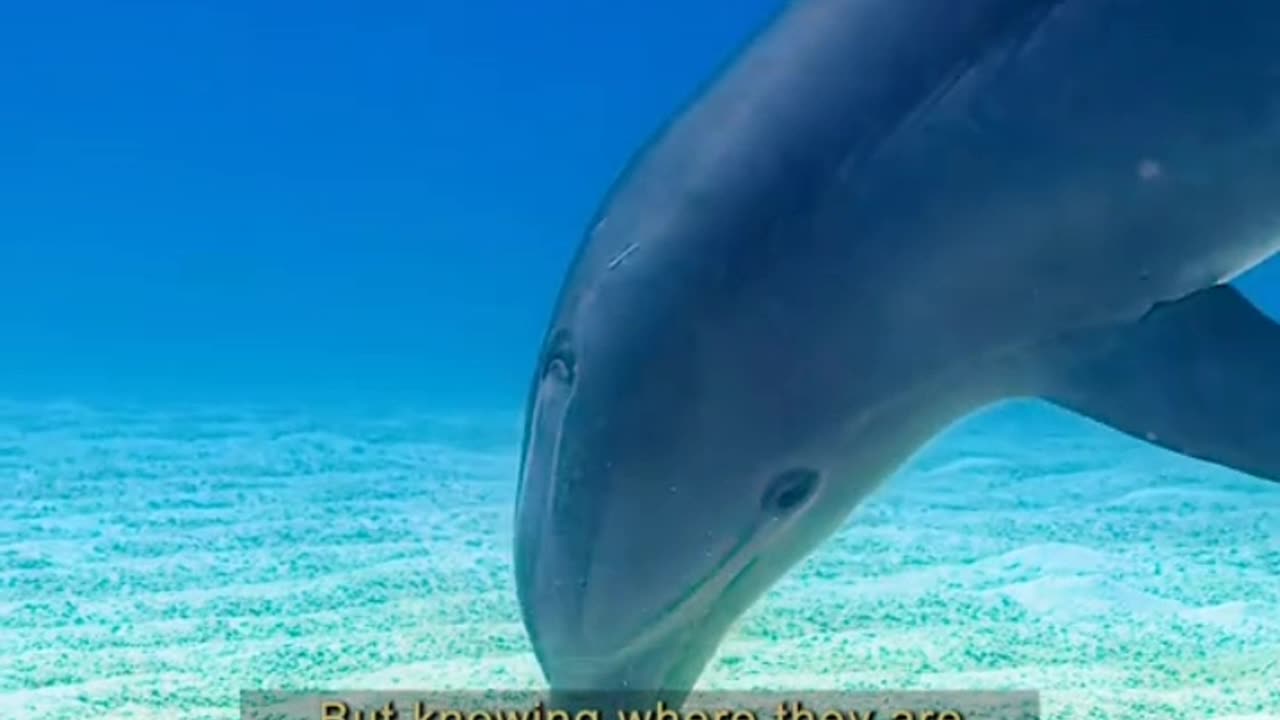 Dolphins are highly intelligent mammals known for their playful behavior ll Animal world