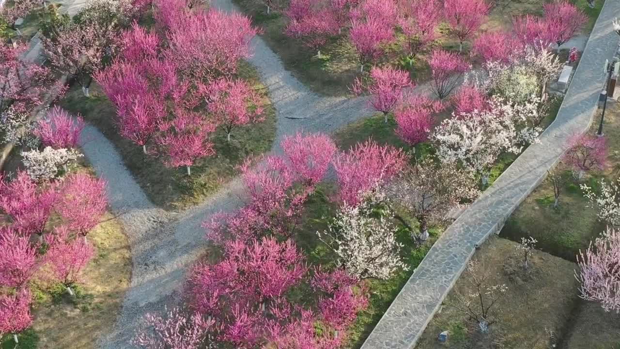 Spring flowers