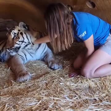 LITTLE VISIT TO THE KITTEN