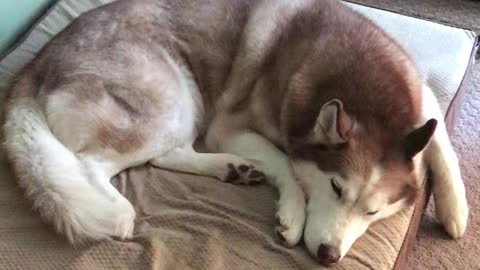 Husky “Spirit”