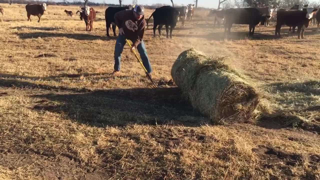 Hay Bale Curling