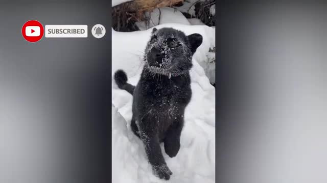 so cute snow black panther video# cute video