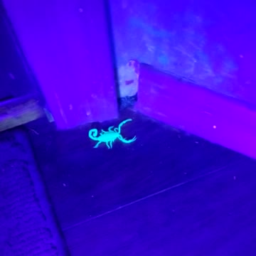 Scorpion in house