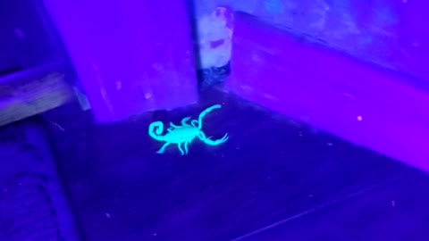 Scorpion in house