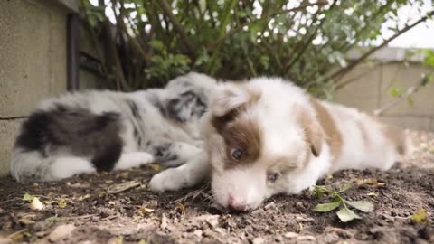 A cute little puppy chews on a small twig and sniffs the ground under a shrub