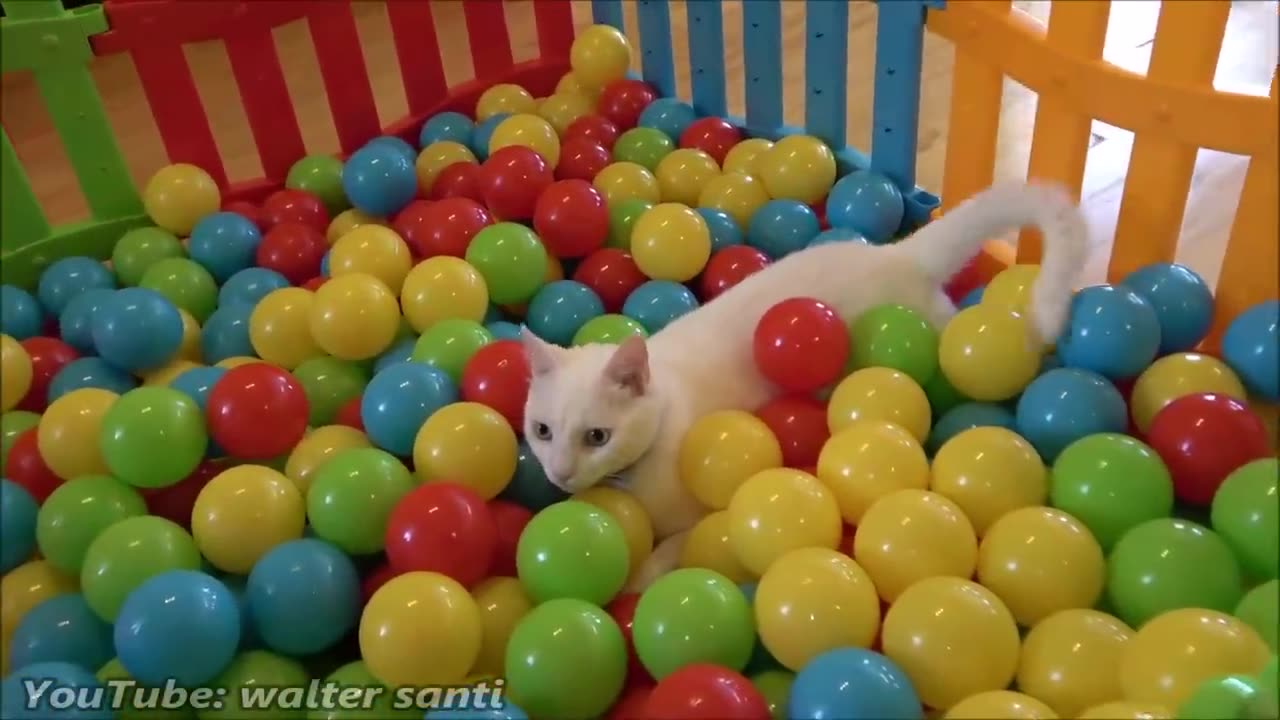 cats and ball