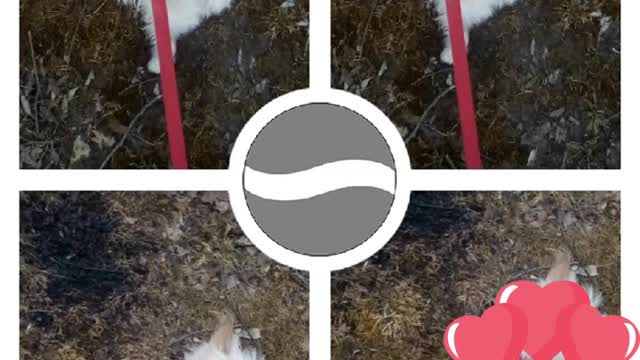 today video