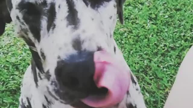 Great dane X Dalmatian