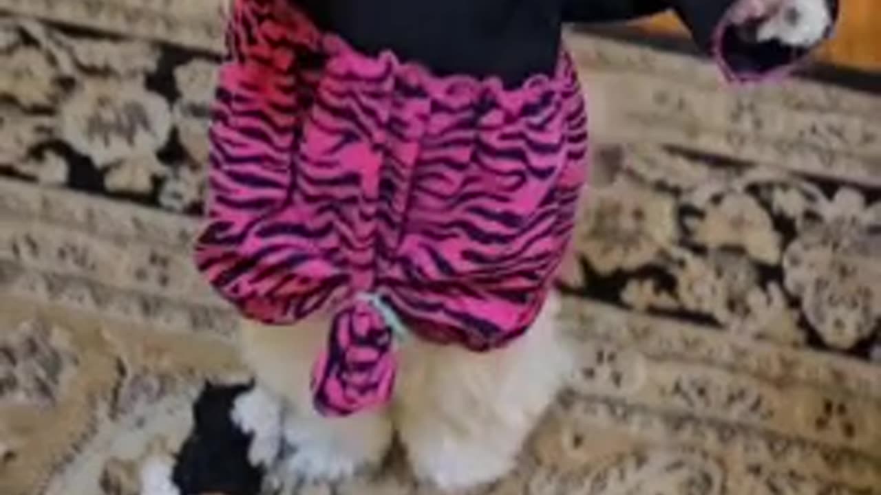 Rosie And Her Tiger Dress (Featuring Rosie The Shihtzu) Rosie The Shihtzu