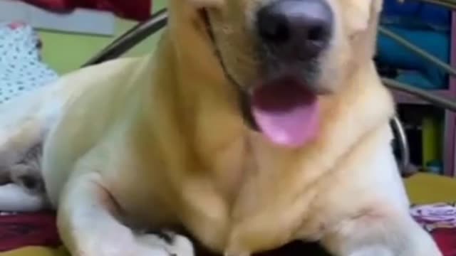 This dog very funny just amazing dog🥰🥰