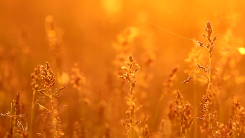 Beautiful grass in the sunset