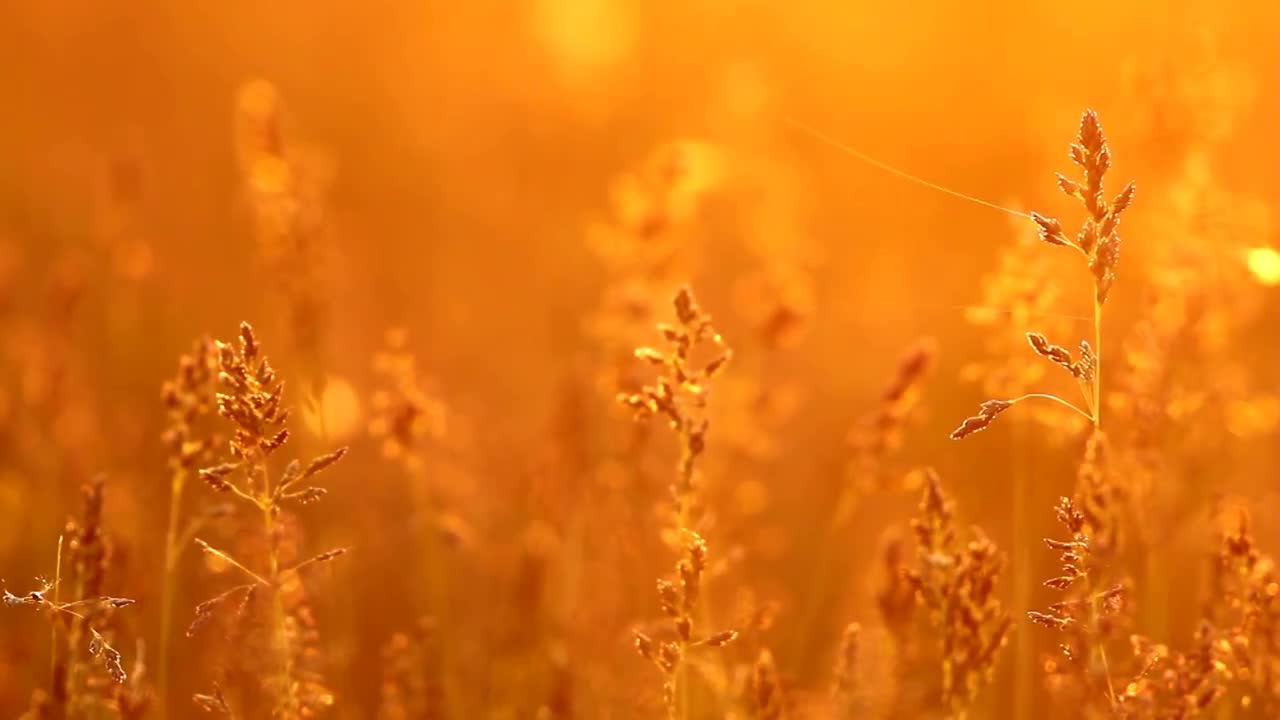 Beautiful grass in the sunset