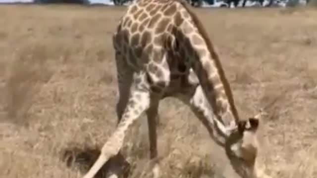 giraffe eating