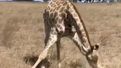 giraffe eating