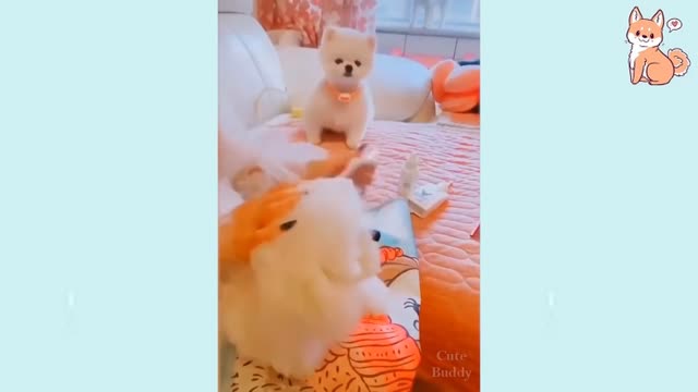 Funny and Cute puppies Compilation