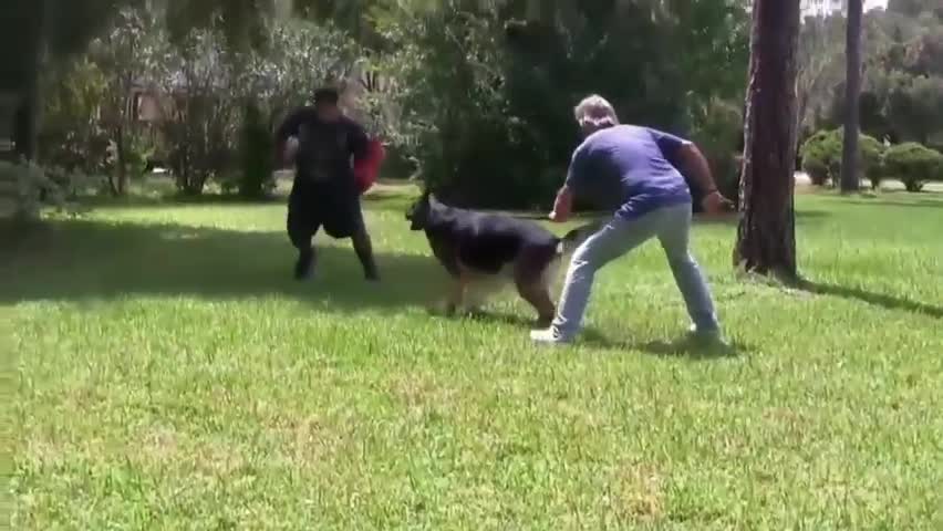 How To Make Dog Become Fully Aggressive With Few Simple Tricks !