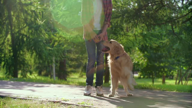 watch the golden dog want to take ball from his friend