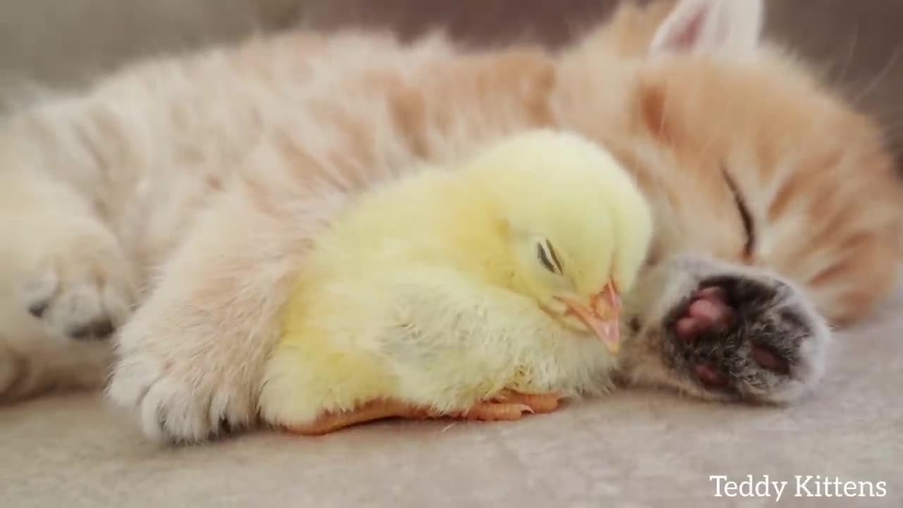 Kitten sleeps sweetly with the Chicken 🐥
