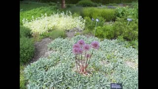 Flowers of Manitow Park