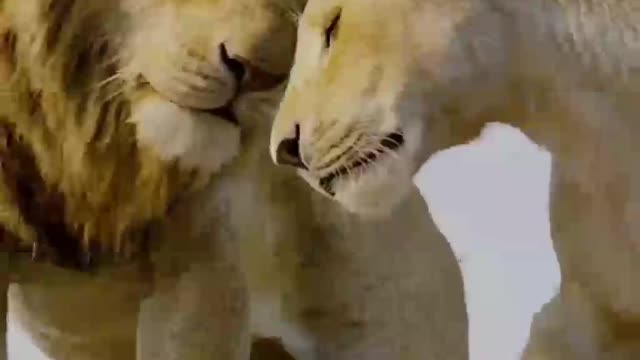 The way lions greet each other