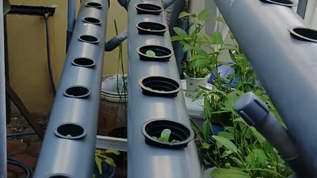 hydroponics