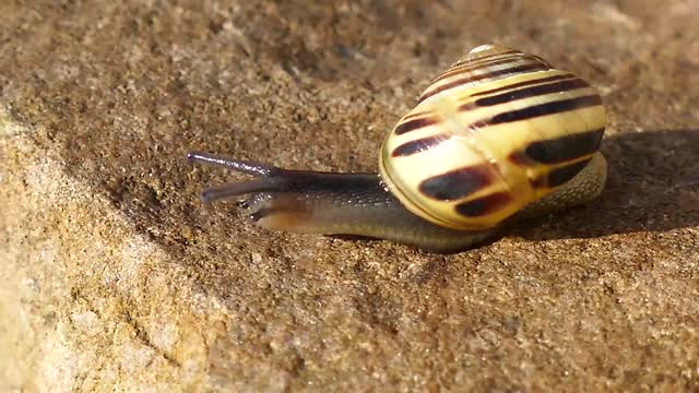 Snail wriggling on the ground with cute little tentacles