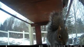 Super Squirrel Close Up