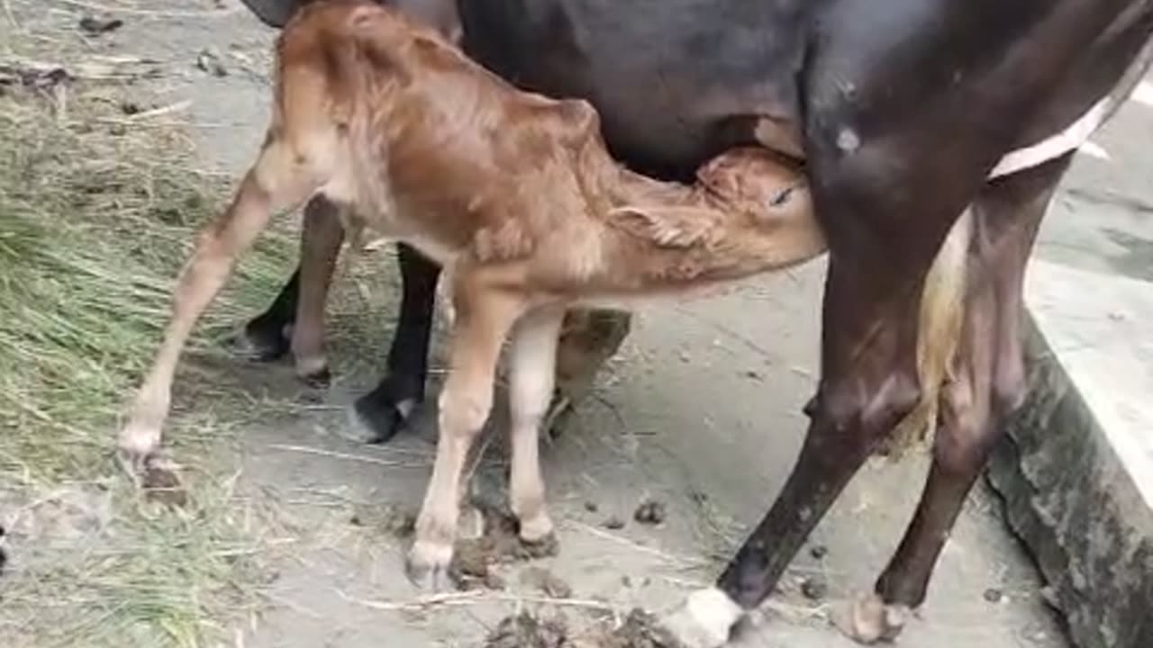 Cute cub eating milk