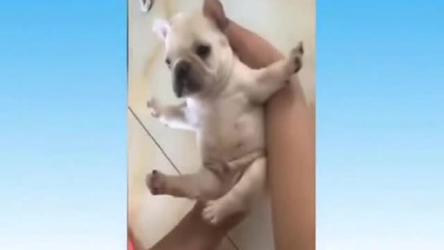 funny dogs and cats 01