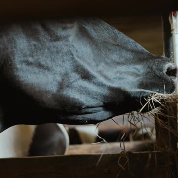 Funny wonderful bull