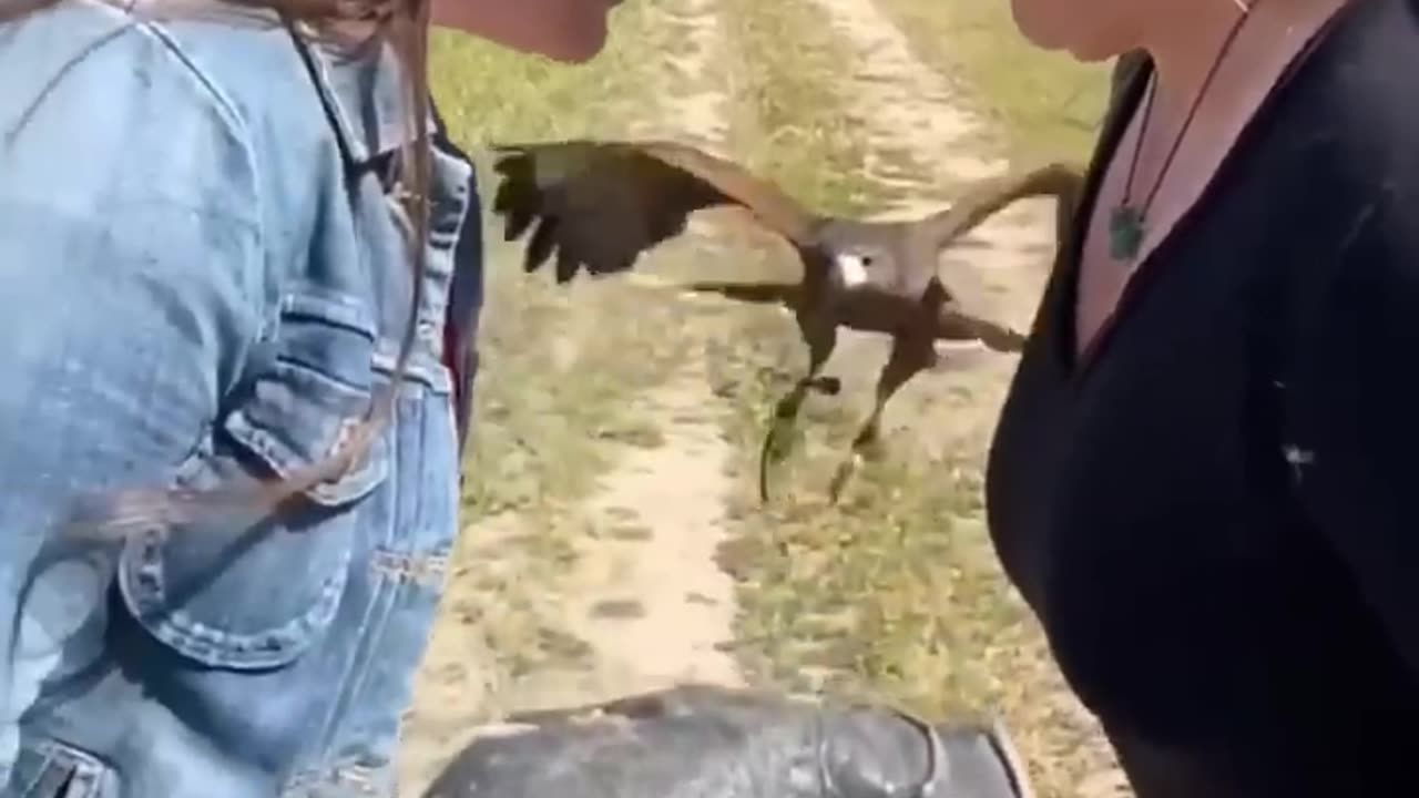 Observe how an eagle evades humans while obtaining its meal