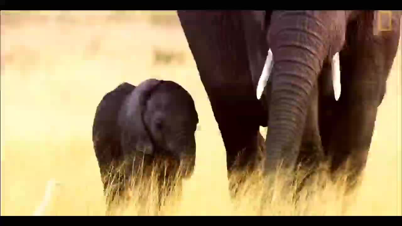 USA Animals wildlife So So Cute Beautiful video