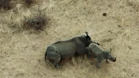 baby hippo is not happy with the researchers messing with his mom.