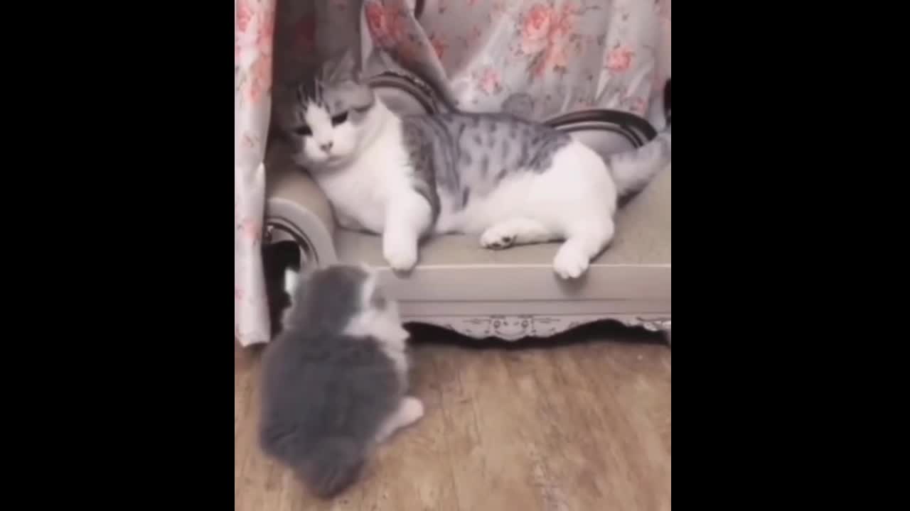 Funny Cats Fighting Watching Cat video