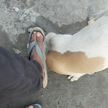 My dogs 🐕🐕🐕 #shorts video