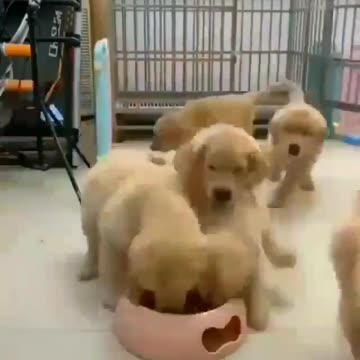 Adorably mother dog who loves her child very much