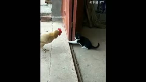 A Cat is in Conflict with a Rooster -A Cat Climbing a Wall Professionally