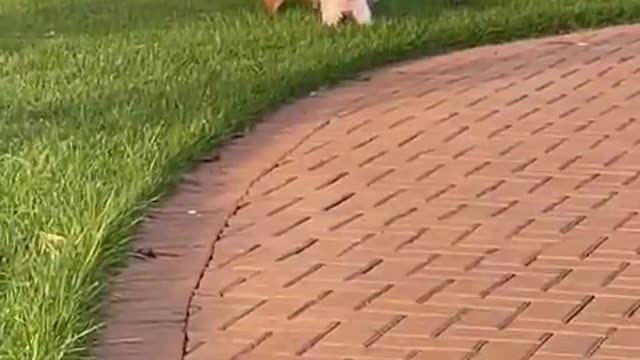 Bella Running in the Park