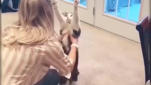 Cute lovely❤ pets