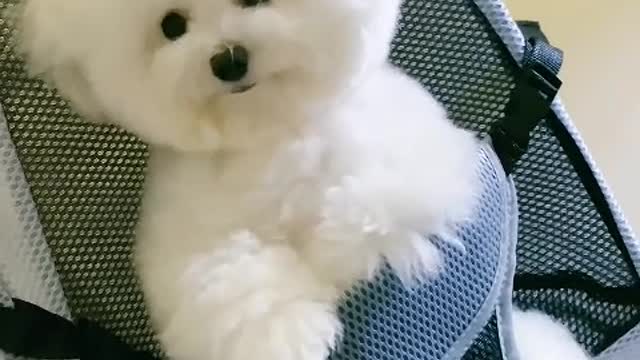 Owning a dog is the only way money can buy love