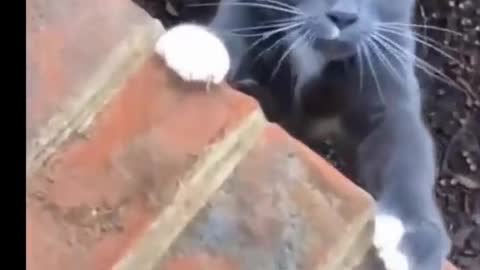 Funny Cute Little Cats